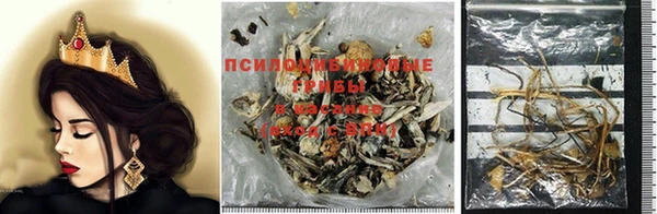 крисы Абаза