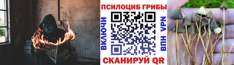 сколько стоит  блэк спрут ТОР  Галлюциногенные грибы GOLDEN TEACHER  Ипатово 